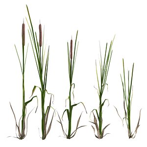 Cattail