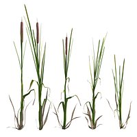 Cattail
