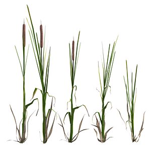 Cattail
