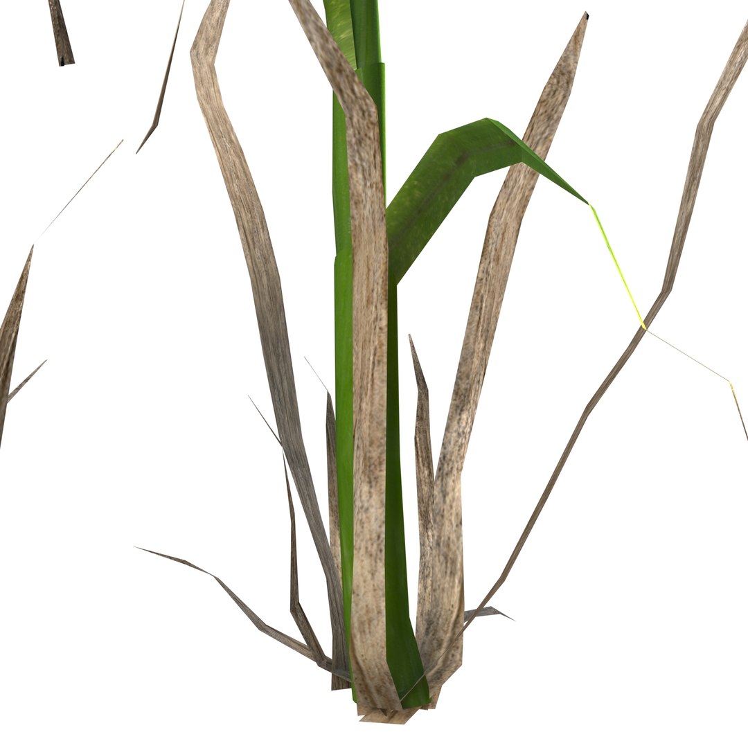 cattail plant lake 3D model https://p.turbosquid.com/ts-thumb/C0/XokN3f/F5gcBHi7/rogozprev03/jpg/1592403674/1920x1080/fit_q87/84a2909abb325cad685841ec0216ecff39947008/rogozprev03.jpg