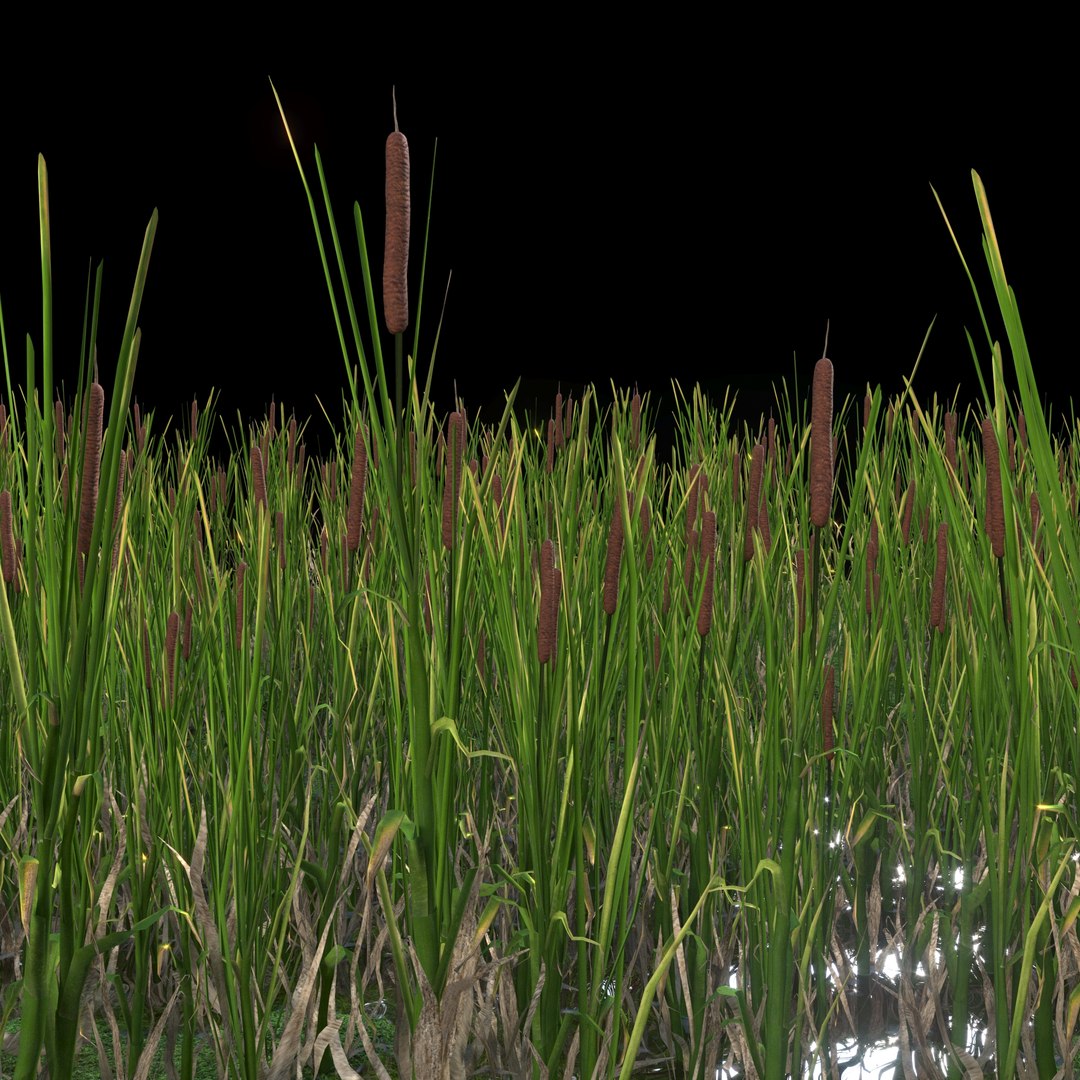 cattail plant lake 3D model https://p.turbosquid.com/ts-thumb/C0/XokN3f/GshVjRZc/rogozprev07/jpg/1592403674/1920x1080/fit_q87/1b21ebd45a36ab8dc06eca7f67bf3c4e5f735e39/rogozprev07.jpg