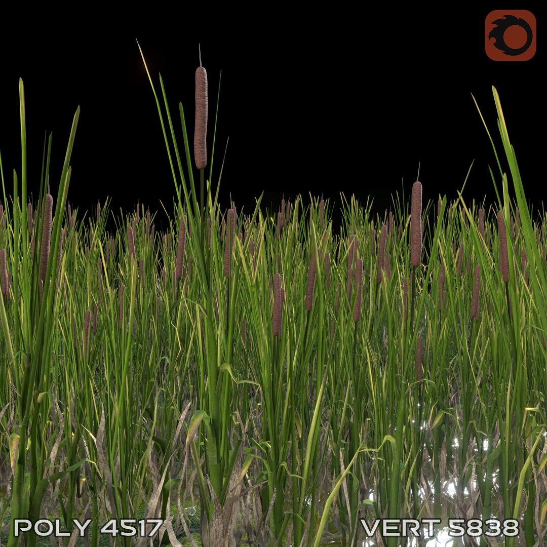cattail plant lake 3D model https://p.turbosquid.com/ts-thumb/C0/XokN3f/fQIpavp4/rogozprev0107/jpg/1592403674/1920x1080/fit_q87/d3a9e83750b69cb727e1415da95c7fedc0428553/rogozprev0107.jpg