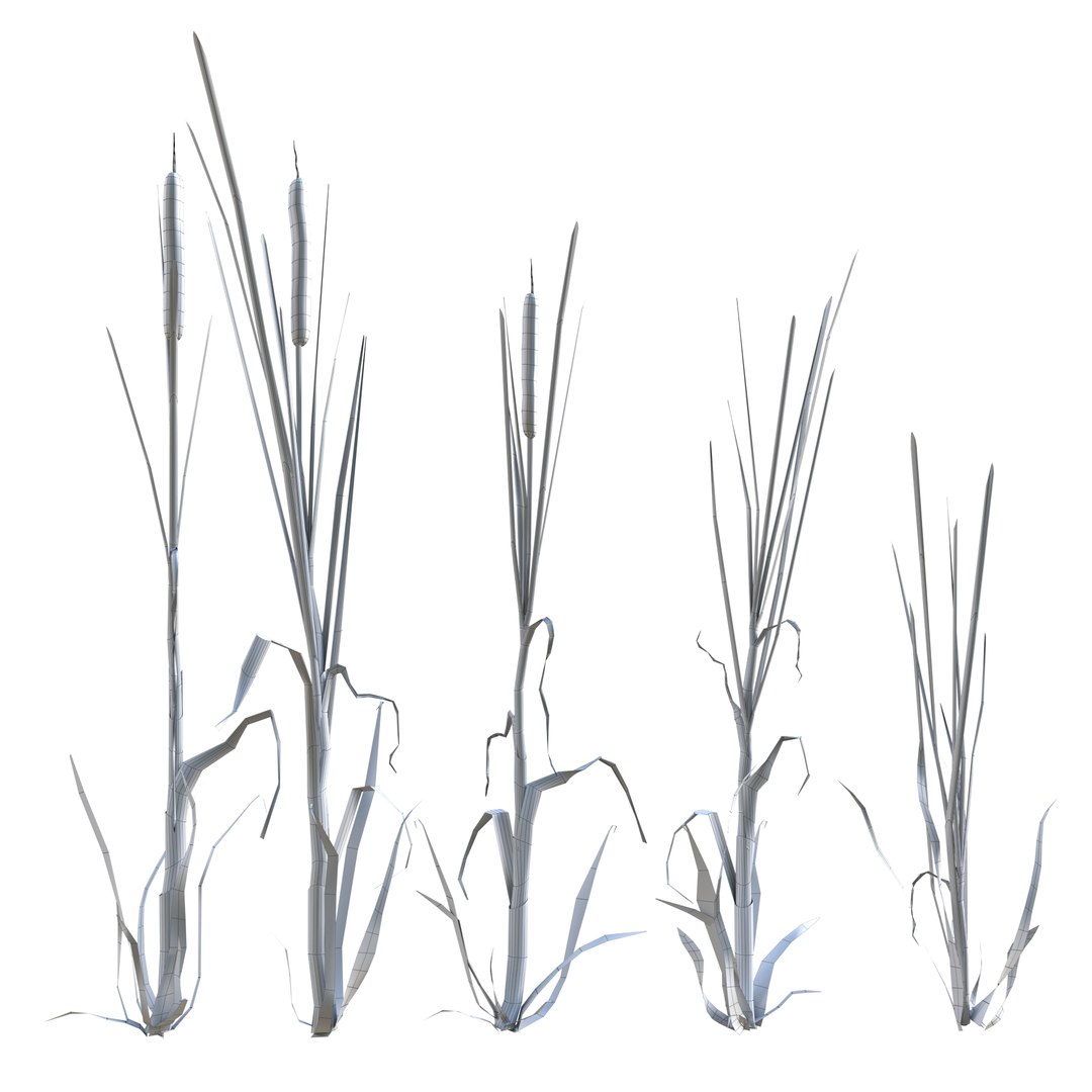 cattail plant lake 3D model https://p.turbosquid.com/ts-thumb/C0/XokN3f/gfNE8qo7/rogozprev05/jpg/1592403674/1920x1080/fit_q87/2984b402ab5347a74ceb3f438f082008f4c71669/rogozprev05.jpg