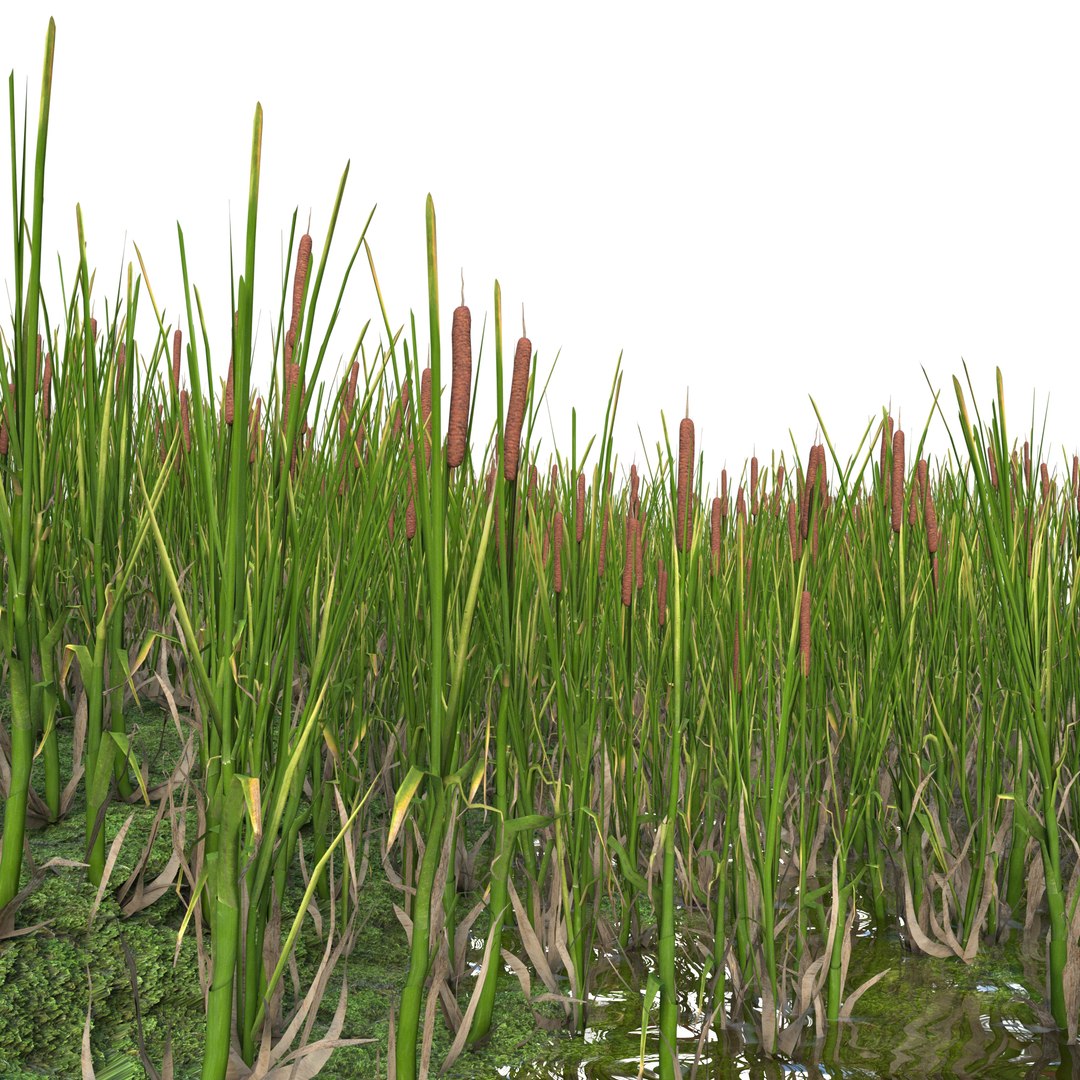 cattail plant lake 3D model https://p.turbosquid.com/ts-thumb/C0/XokN3f/pQQMKQ3K/rogozprev01/jpg/1592403674/1920x1080/fit_q87/11b297ecb7b98c43fcf94e9d13891bcc39cbca26/rogozprev01.jpg
