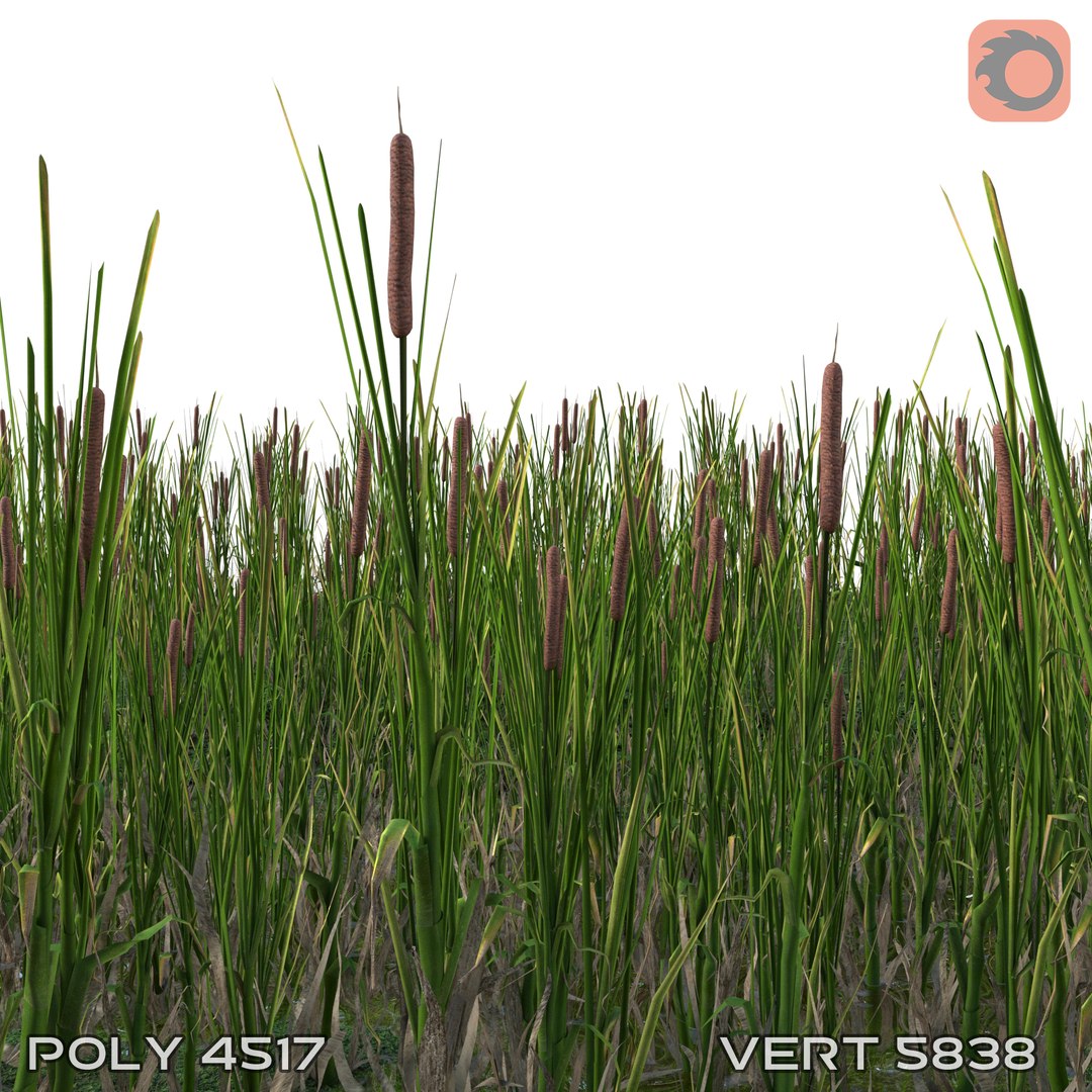 cattail plant lake 3D model https://p.turbosquid.com/ts-thumb/C0/XokN3f/raifRCjh/rogozprev06/jpg/1592403674/1920x1080/fit_q87/98a0838b2d48d794eb5dc6ae5696bc4e311b85e8/rogozprev06.jpg