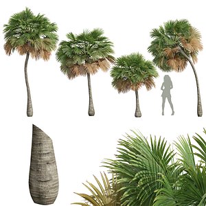 3D New Plant High detail Borassus Flabellifer Small model