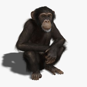 maya chimp rigged fur