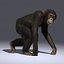 Chimp (2) (RIGGED) (FUR)