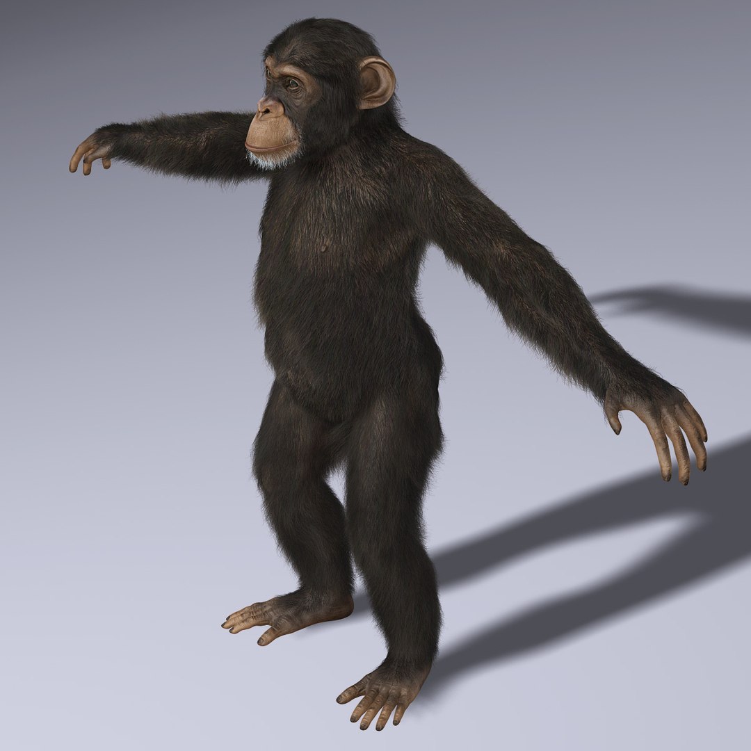 maya chimp rigged fur https://p.turbosquid.com/ts-thumb/C0/iVXLm5/EUqO3FyQ/a8/jpg/1341556714/1920x1080/fit_q87/be88c75970c645fb03797fb7999dd2b284b9ff79/a8.jpg