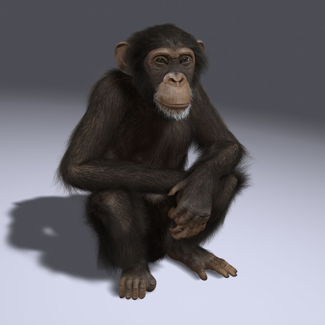 Maya Chimp Rigged Fur