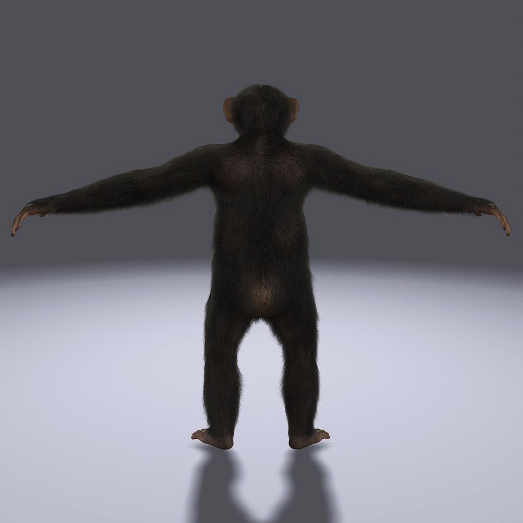 maya chimp rigged fur https://p.turbosquid.com/ts-thumb/C0/iVXLm5/PQXvYym7/a6/jpg/1341556713/1920x1080/fit_q87/d217e88f08800925c41875e92de853042db80d03/a6.jpg