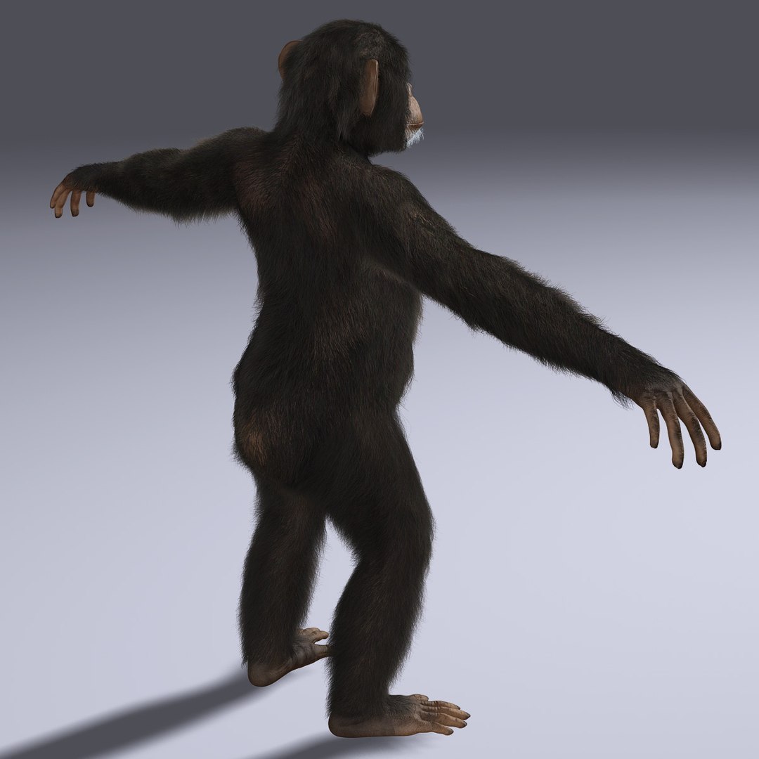 Maya Chimp Rigged Fur