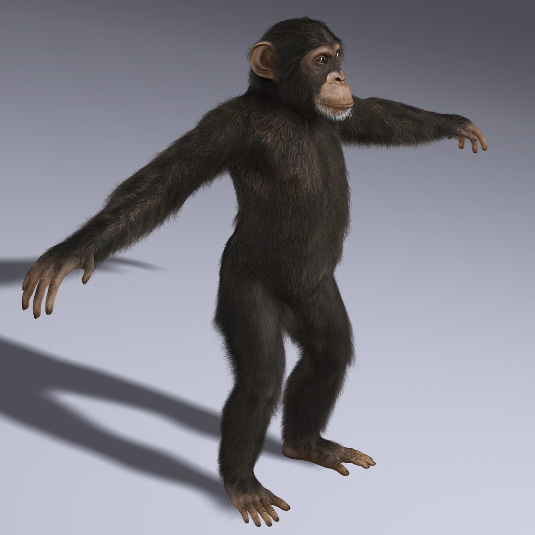 Maya Chimp Rigged Fur