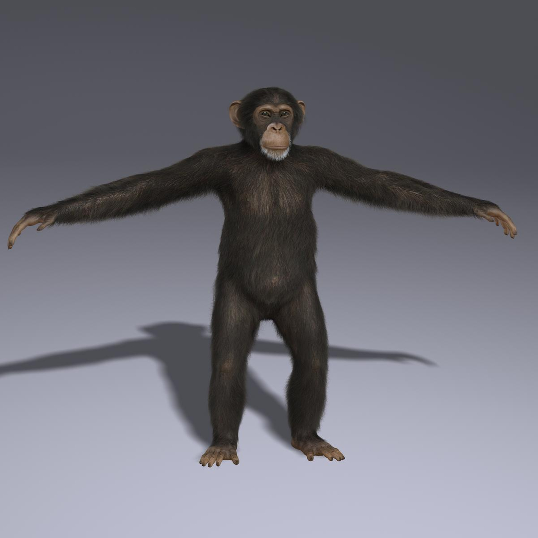 maya chimp rigged fur https://p.turbosquid.com/ts-thumb/C0/iVXLm5/YnJc0FOy/turnt/jpg/1341559279/1920x1080/turn_fit_q99/49978357079870390c697653c929ba4d7d53a79b/turnt-1.jpg