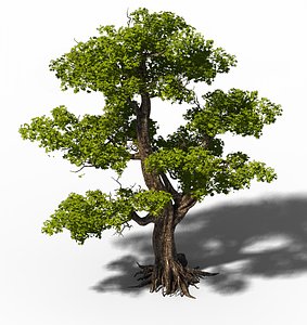 big tree