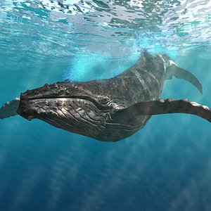lightwave humpback whale