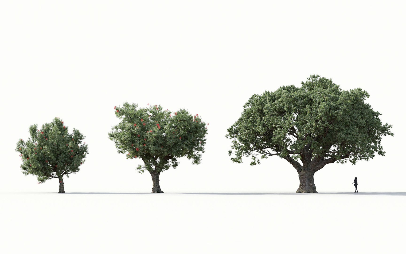 3D Trees Includes Growfx Files Model - TurboSquid 1650793