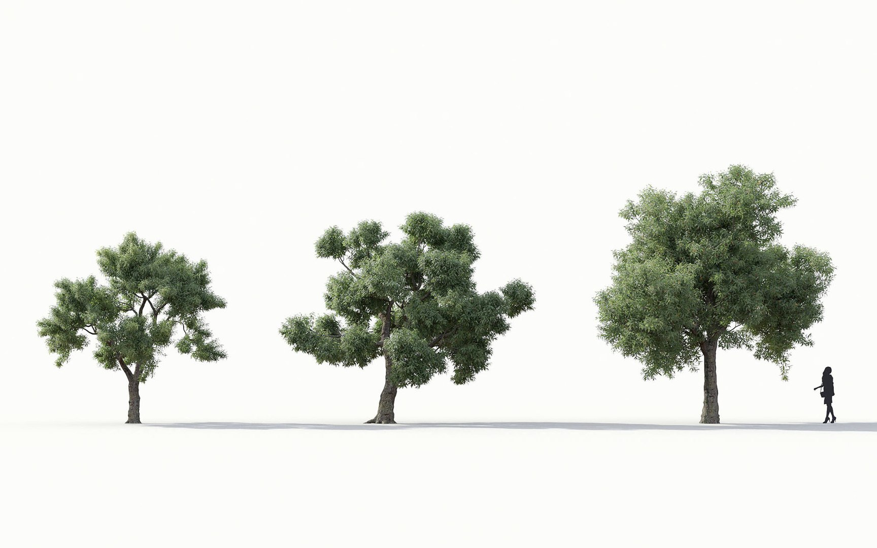 3D Trees Includes Growfx Files Model - TurboSquid 1650793