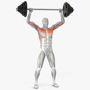Male Muscular System Shoulder Press Animated Rigged for Maya
