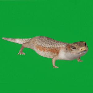 Blue Tongued Skink