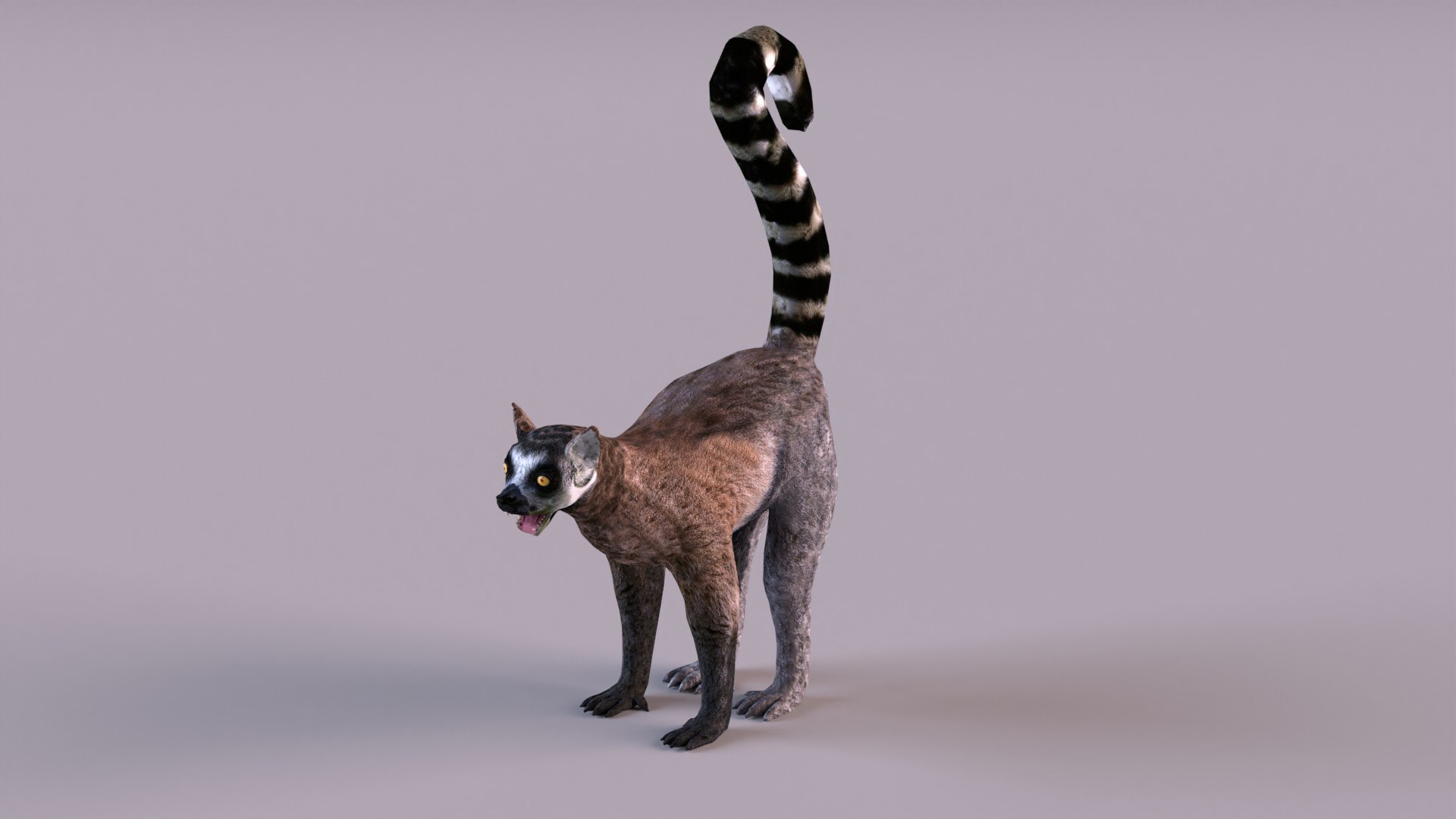 lemur monkey 3D model https://p.turbosquid.com/ts-thumb/C1/JQpLop/LK/lemur_0008/jpg/1651329789/1920x1080/fit_q87/a22c926715224ed933889af9a1d577249b0e6531/lemur_0008.jpg