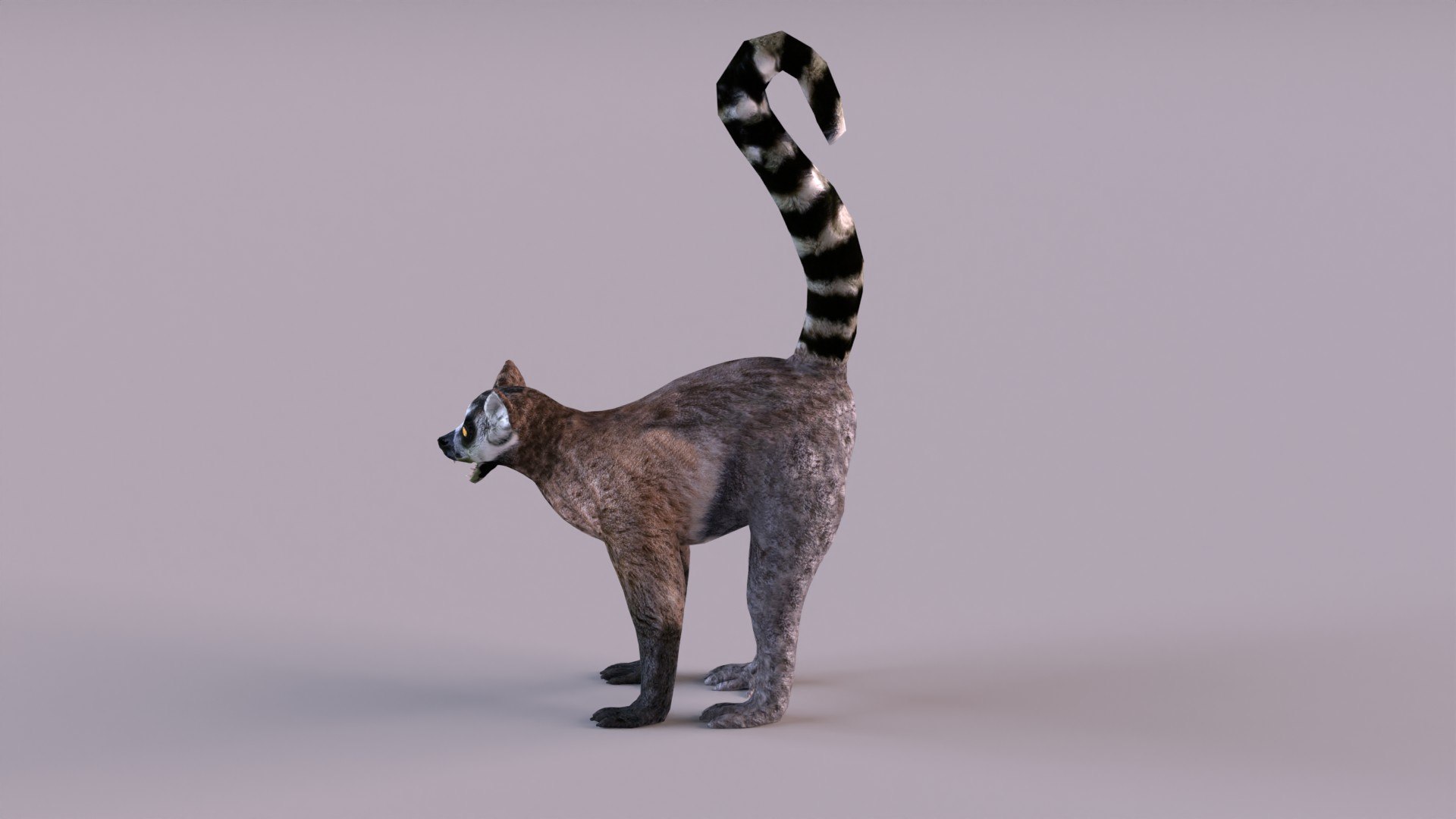 lemur monkey 3D model https://p.turbosquid.com/ts-thumb/C1/JQpLop/UD/lemur_0007/jpg/1651329789/1920x1080/fit_q87/2499ec19f636eb9f8ba93b75b38dd247484c2346/lemur_0007.jpg