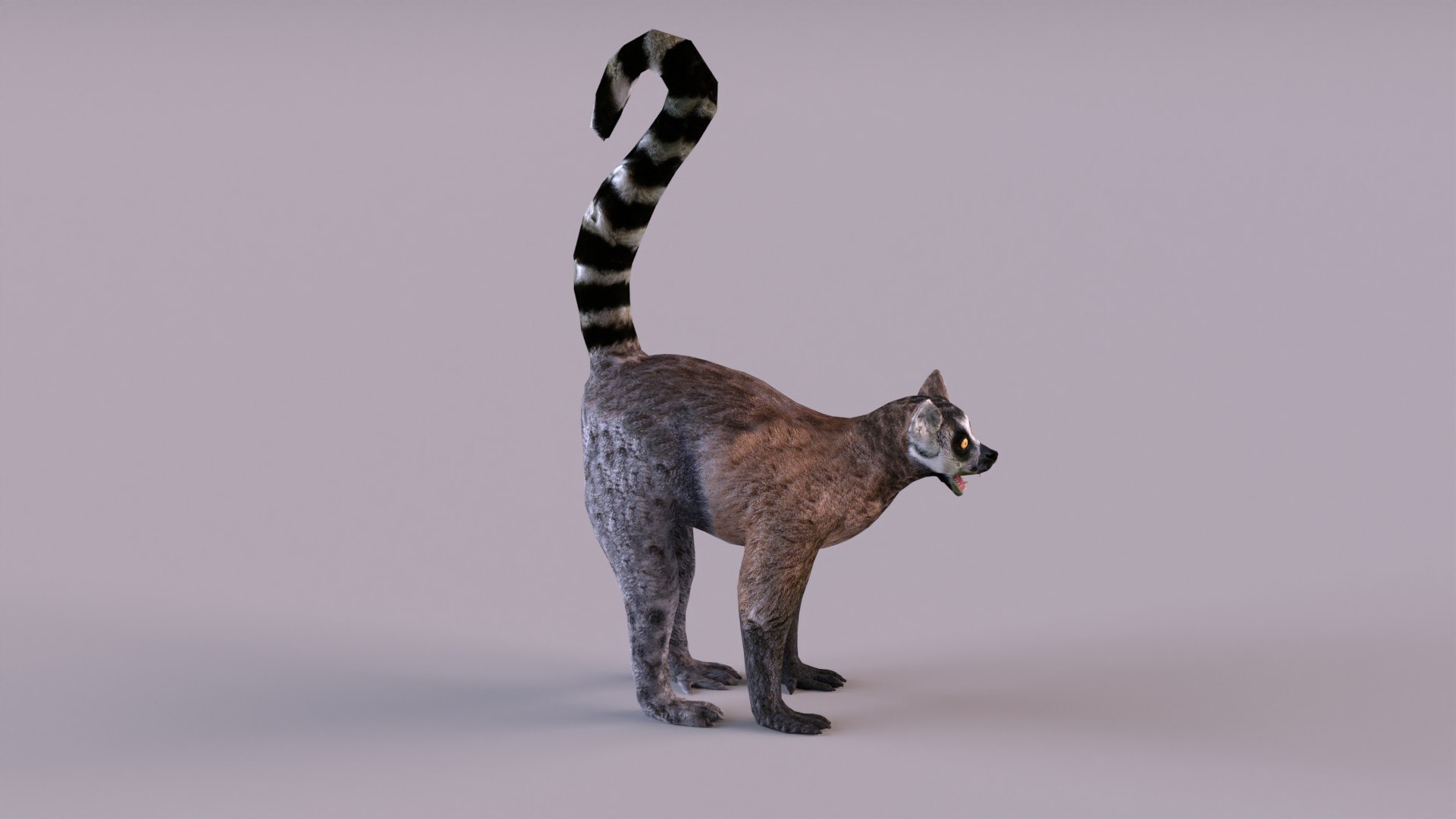 lemur monkey 3D model https://p.turbosquid.com/ts-thumb/C1/JQpLop/v4/lemur_0002/jpg/1651329792/1920x1080/fit_q87/d891e8748165093c49cbfe3dfc3769e8d91b09a2/lemur_0002.jpg