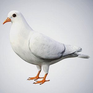 Realistic High Detailed Rigged Low Poly Dove