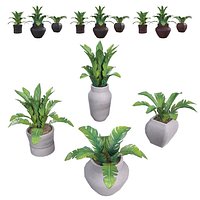 Small Plant