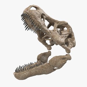 T Rex Skull Fossil