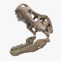 T Rex Skull Fossil