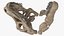 3D t rex skull fossil model