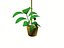 PLANT1.max