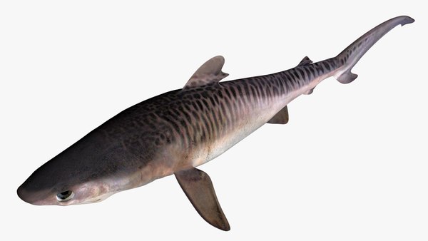 Tubarão-tigre Modelo 3d