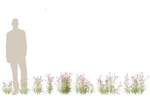 Cosmos bipinnatus - Garden Cosmos 3D model