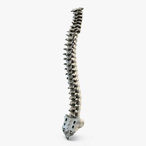 Human Spine