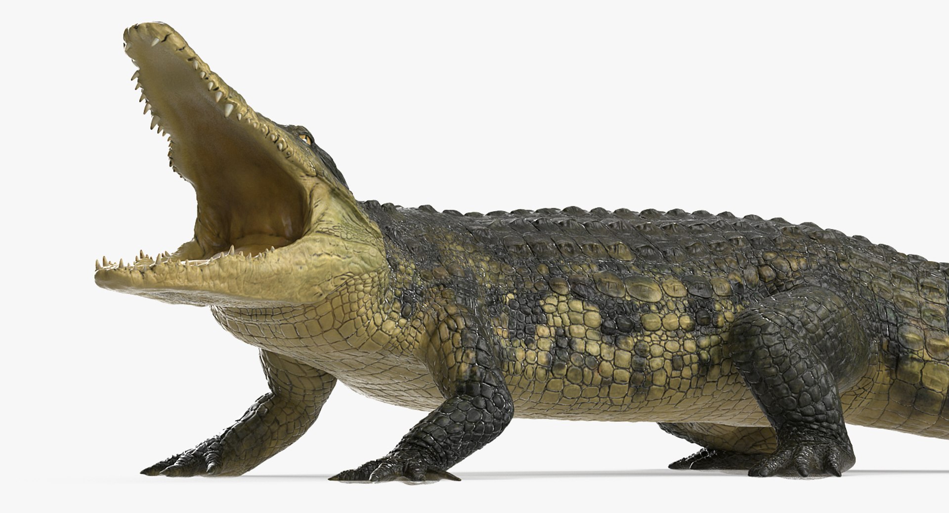 3D african animals rigged 2 https://p.turbosquid.com/ts-thumb/C1/p7PfBi/9k4E3iG5/riggedafricananimalscollection2vray3dmodel007/jpg/1536152942/1920x1080/fit_q87/47c033586394aaa5dd7c32902b733e2da41ec79c/riggedafricananimalscollection2vray3dmodel007.jpg