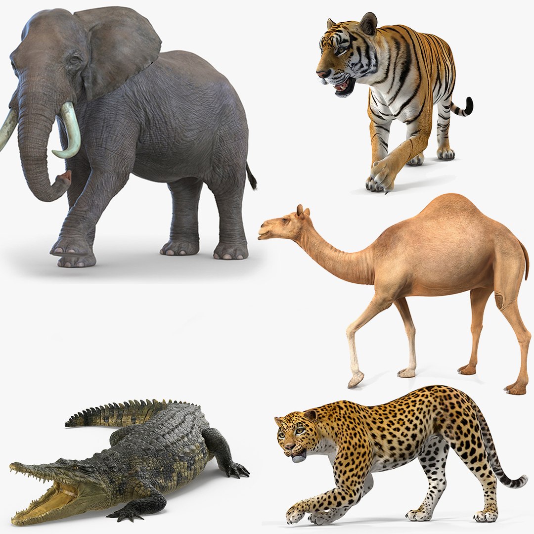 3D african animals rigged 2 https://p.turbosquid.com/ts-thumb/C1/p7PfBi/PLTRBtGM/african_animals_rigged_collection_2_for_cinema_4d_c4d_01/jpg/1582871719/1920x1080/fit_q87/f043bf3ac71dc6859b075b2507a032d2c4a54fb3/african_animals_rigged_collection_2_for_cinema_4d_c4d_01.jpg