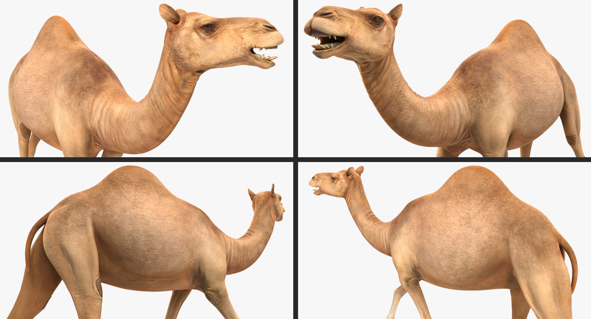 3D african animals rigged 2 https://p.turbosquid.com/ts-thumb/C1/p7PfBi/SwZBHlqK/riggedafricananimalscollection2vray3dmodel040/jpg/1536152943/1920x1080/fit_q87/346073384b8ce9d2c70eaba783ffe7beb5b282a9/riggedafricananimalscollection2vray3dmodel040.jpg