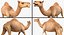 African Animals Rigged Collection 2 dla Cinema 4D