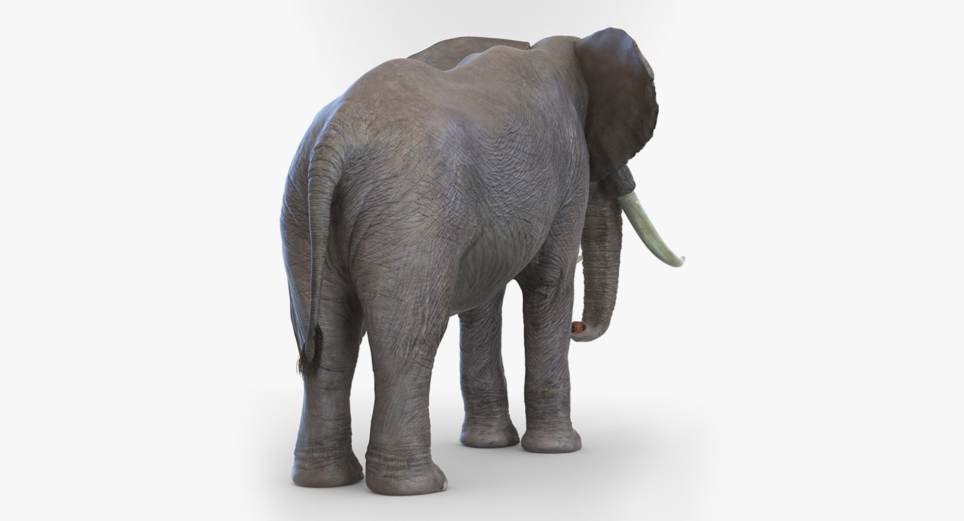 3D african animals rigged 2 https://p.turbosquid.com/ts-thumb/C1/p7PfBi/lPiMzw18/riggedafricananimalscollection2vray3dmodel032/jpg/1536152943/1920x1080/fit_q87/d75acfdd61d50a8f64baed322d9391a280c33e4c/riggedafricananimalscollection2vray3dmodel032.jpg
