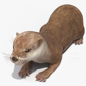 3D River Otter Lying Pose