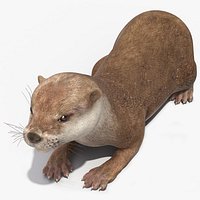 River Otter Lying Pose