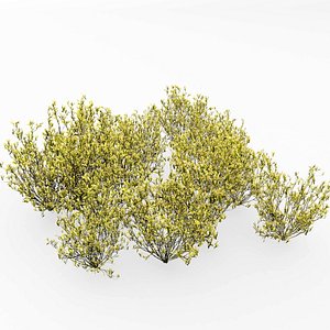 broom snakeweed 3D model