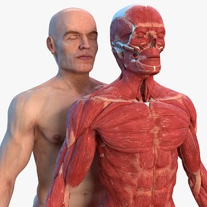 male skeleton muscular skin human 3D model