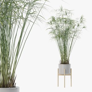 Cyperus papyrus in modern flower pot model