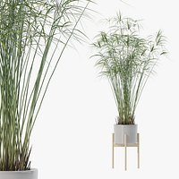 Cyperus papyrus in modern flower pot