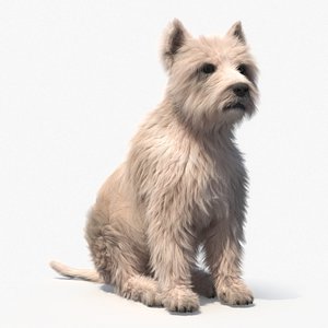 Mongrel Dog Cream Sitting Pose Fur model