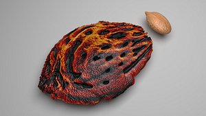 3D Peach Seed and Kernel
