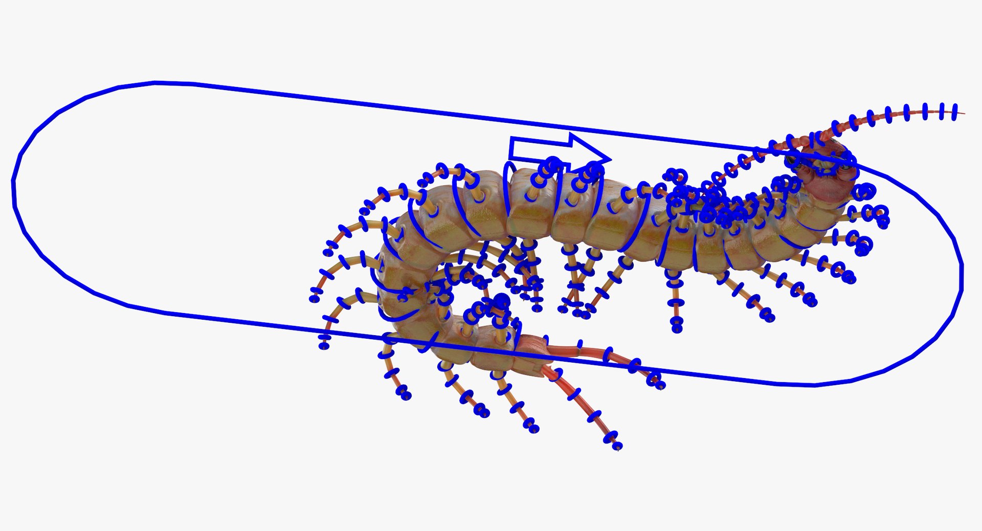 3D Centipede Rigged - TurboSquid 1377661